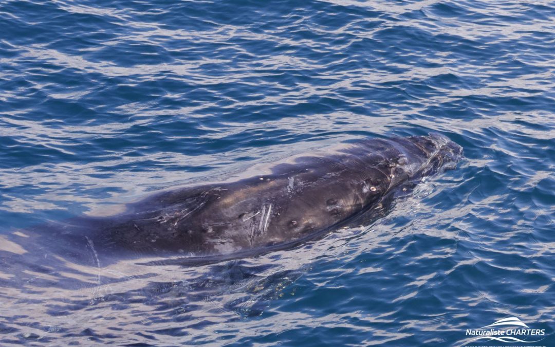 Interacting with Whales and Dolphins: 11.06.24 Afternoon Tour